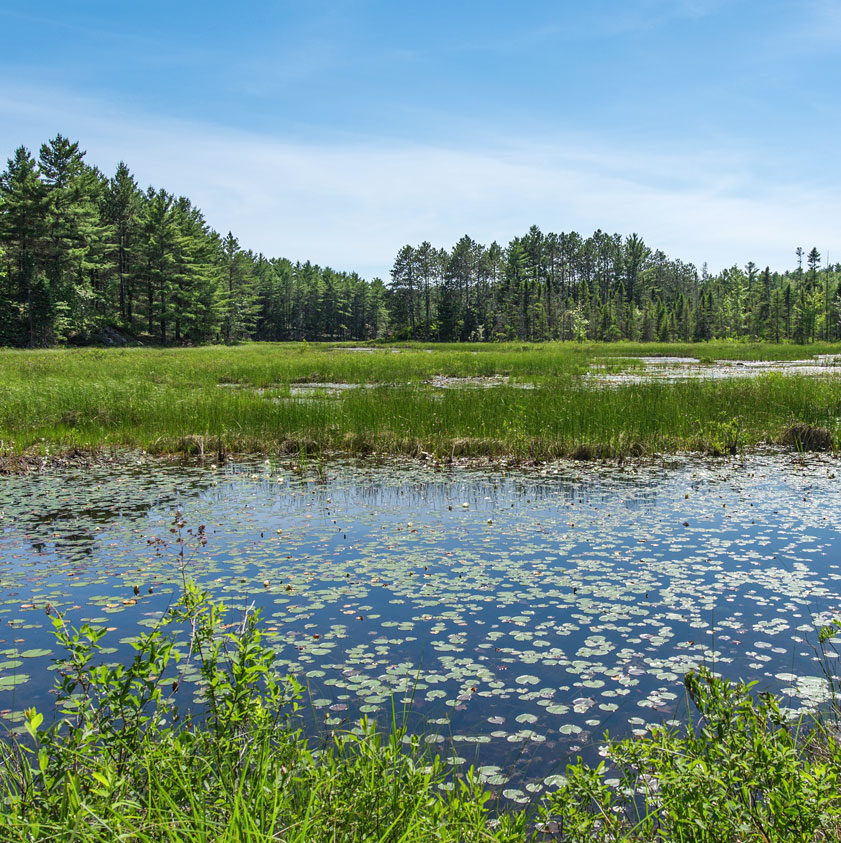 Wetland permitting and mitigation